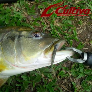 Owner Cultiva Tasty Worm Rock ‘N Bait color:18
